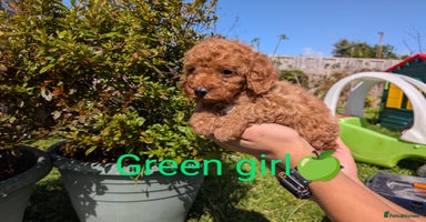 Miniature Poodle dogs - Advert 8