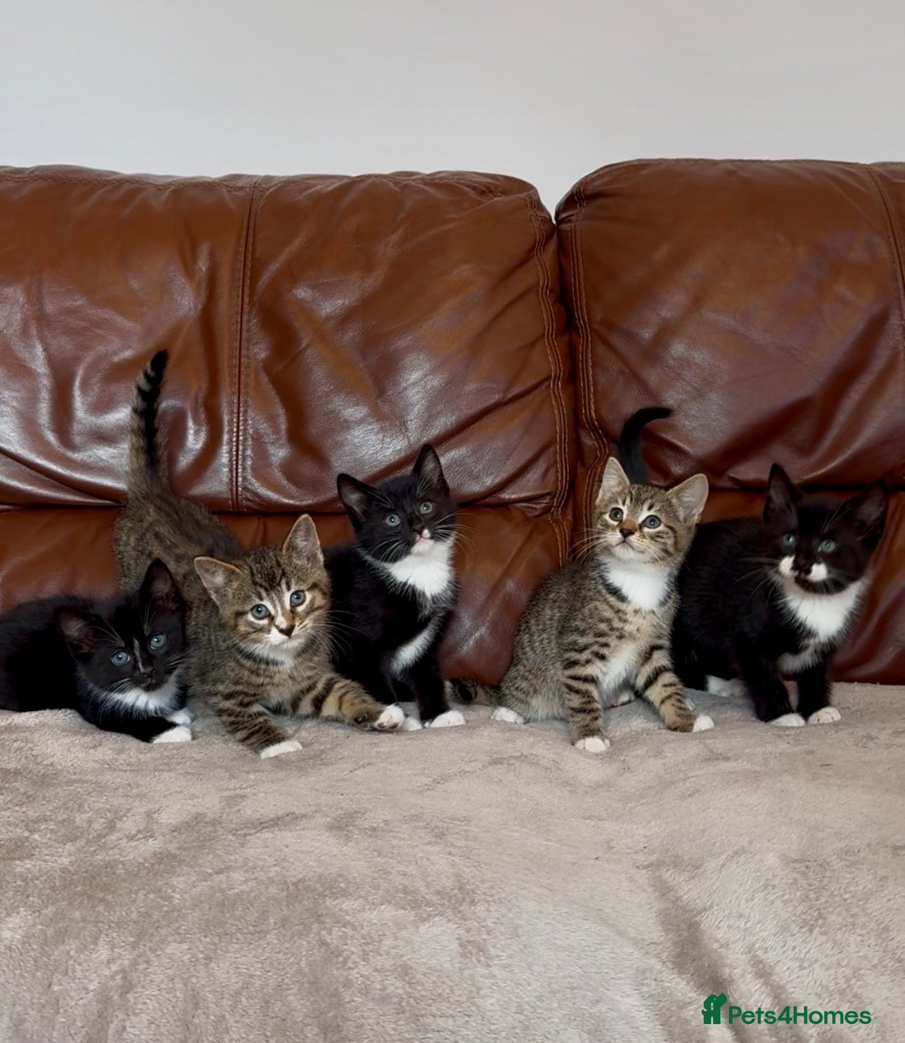 Mixed Breed cats Beautiful kittens  - Advert 2