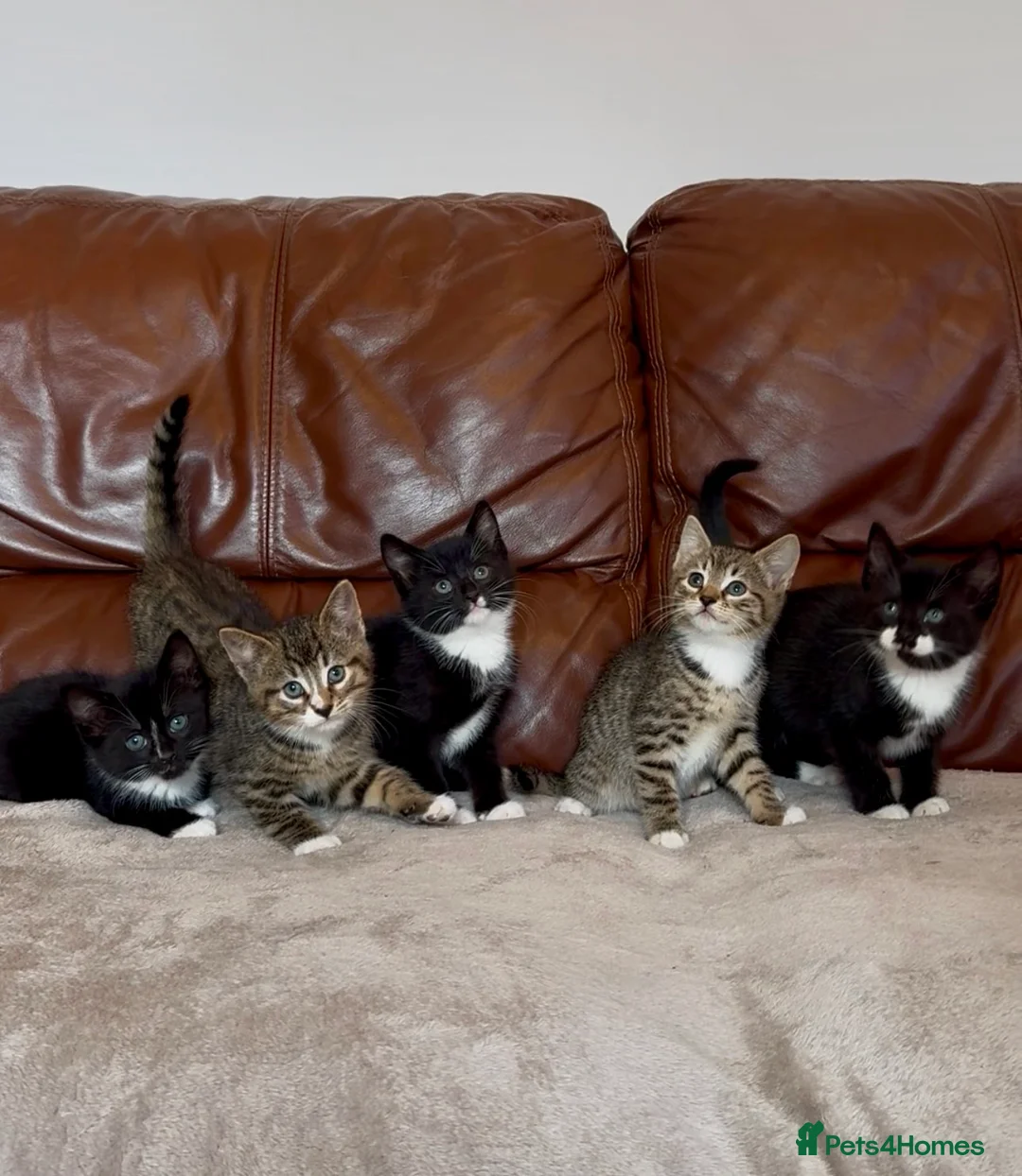 Mixed Breed cats for sale: Beautiful kittens  - Advert 2