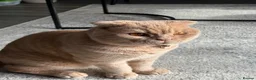 Scottish Fold cats for sale: SCOTTISH FOLD FOR SALE in Dagenham - Advert 4