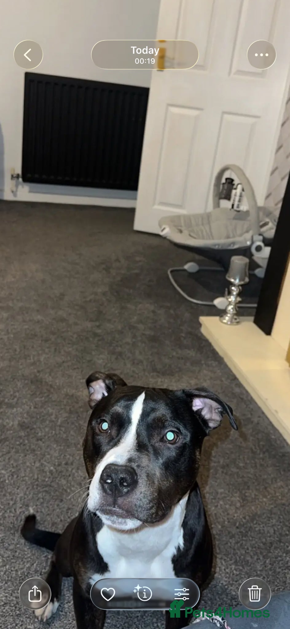 Mixed Breed dogs Staffy cross  - Advert 3