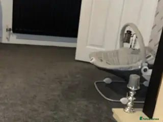 Mixed Breed dogs Staffy cross - Advert 2