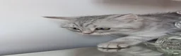 British Shorthair cats for sale: British Shorthair kittens. - Advert 12