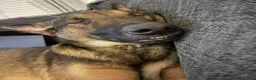 Belgian Shepherd Dog dogs for sale: Looking for a new home - Advert 2