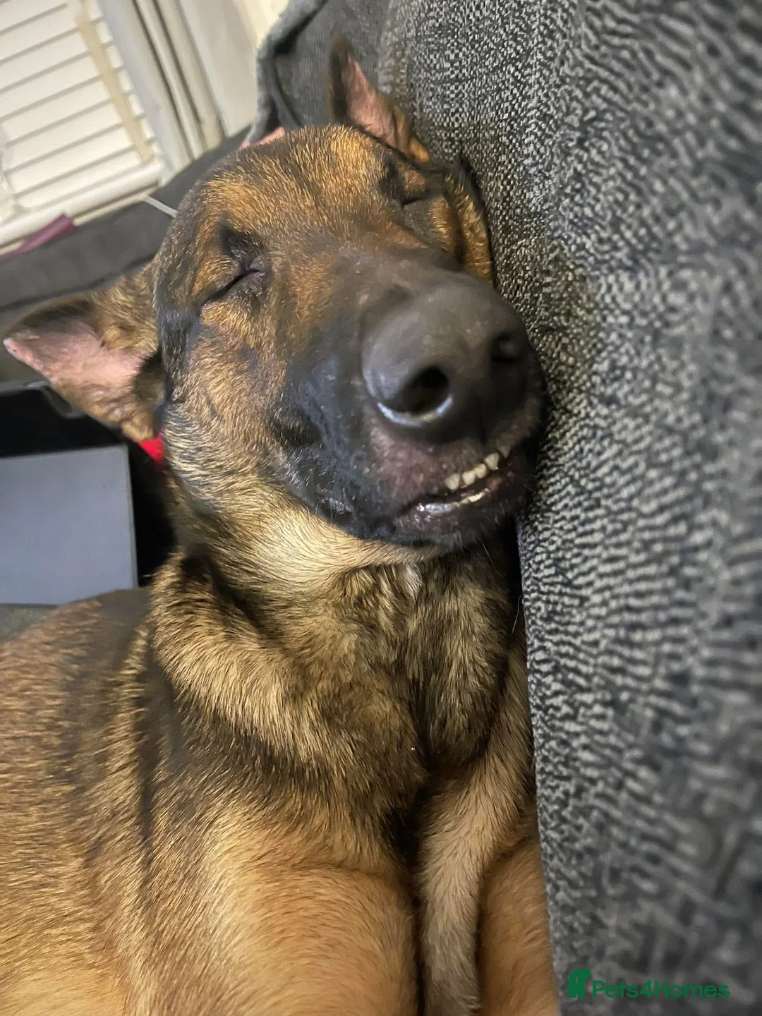 Belgian Shepherd Dog dogs for sale: Looking for a new home - Advert 2