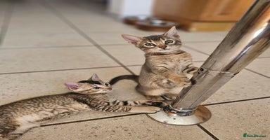 Mixed Breed cats - Advert 3