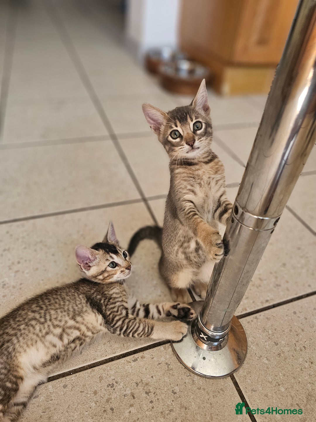 Mixed Breed cats for sale: Abyssinian x Snow Bengal  - Image 2