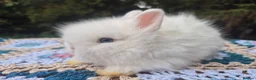 Angora rabbits for sale: 💜 Gorgeous Teddydwerg babies- parents imprted 💜 - Advert 10