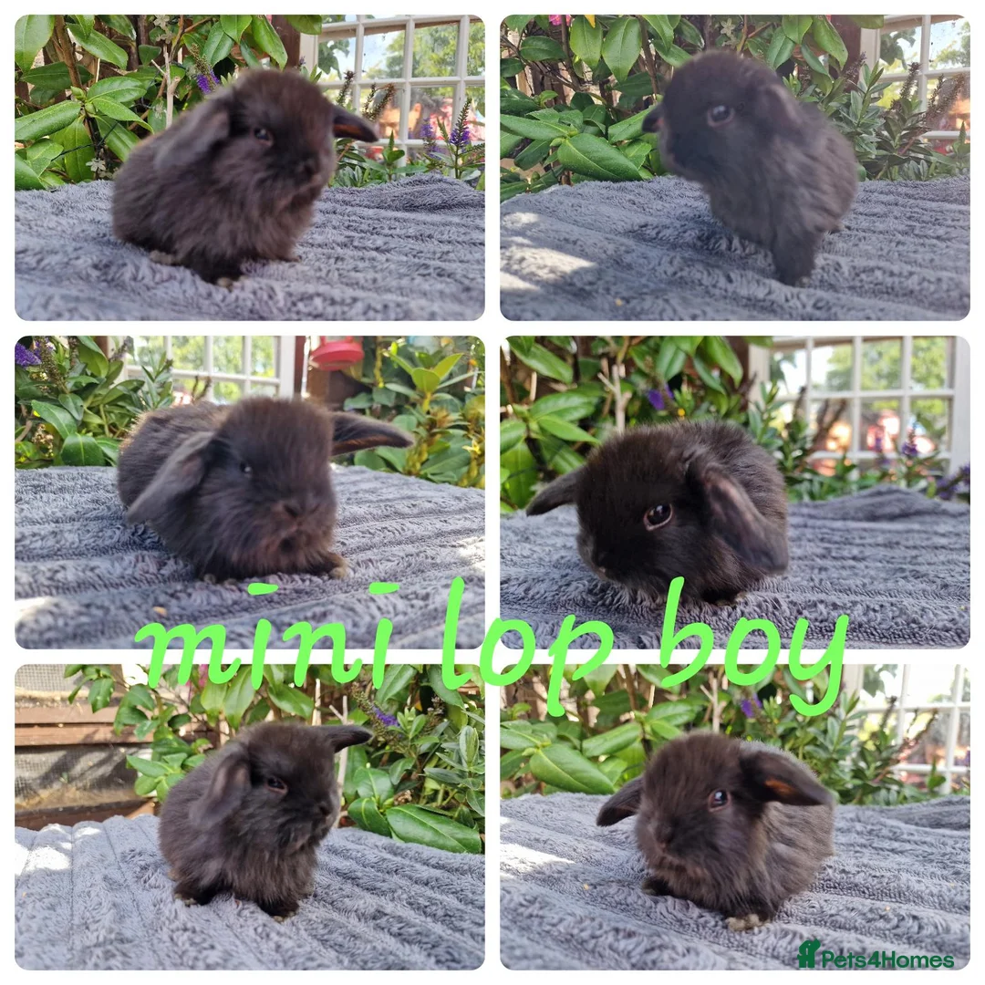 Mini Lop rabbits for sale: Mini lop babies available for reserve  - Advert 2