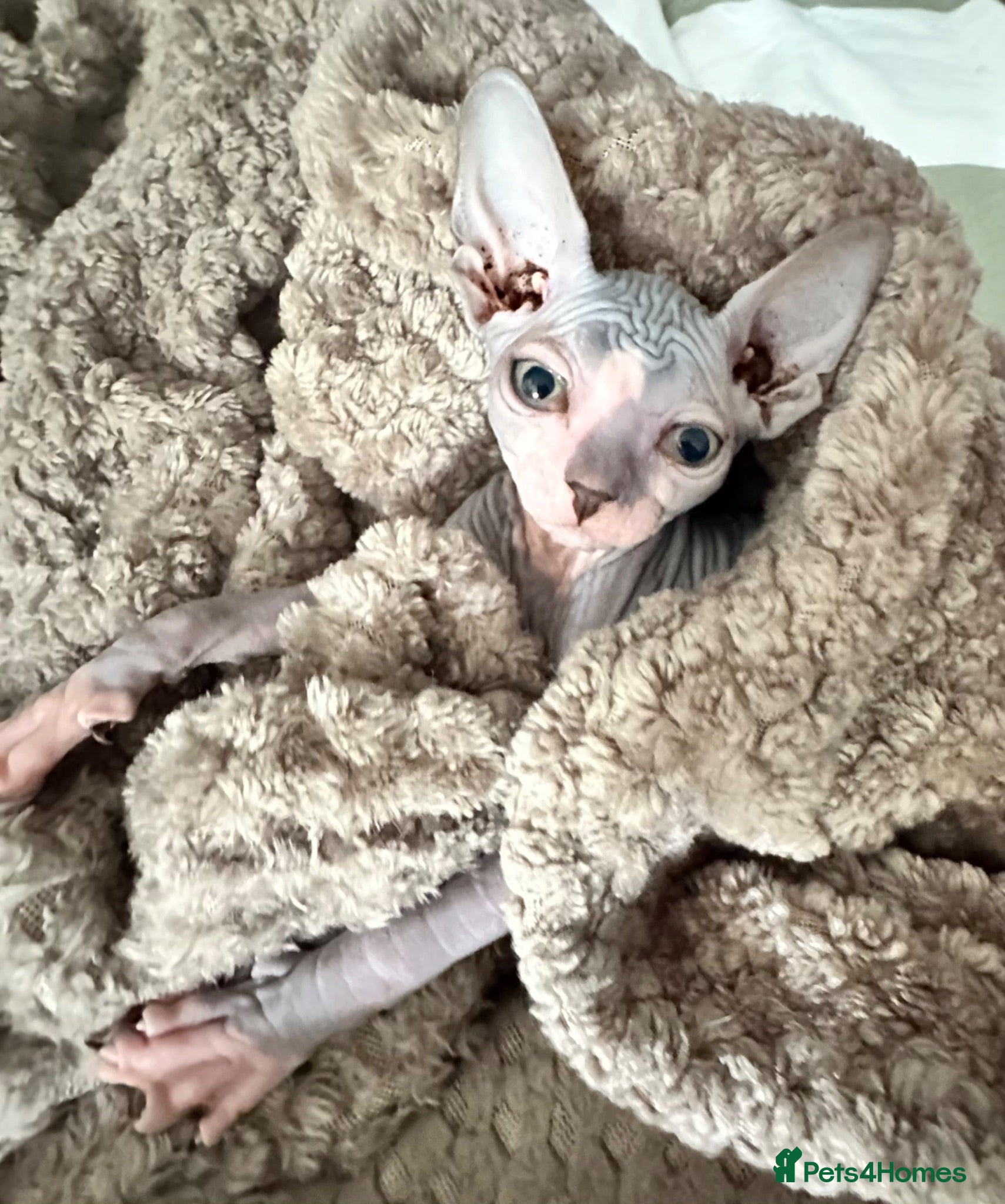 Sphynx cats Stunning boys ready now  - Advert 6