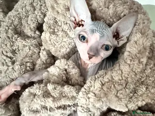 Sphynx cats Stunning boys ready now - Advert 6