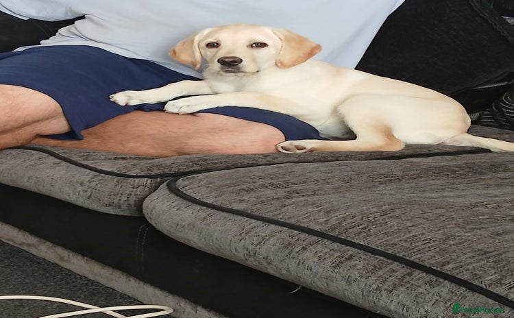 Labrador Retriever dogs - Advert 1