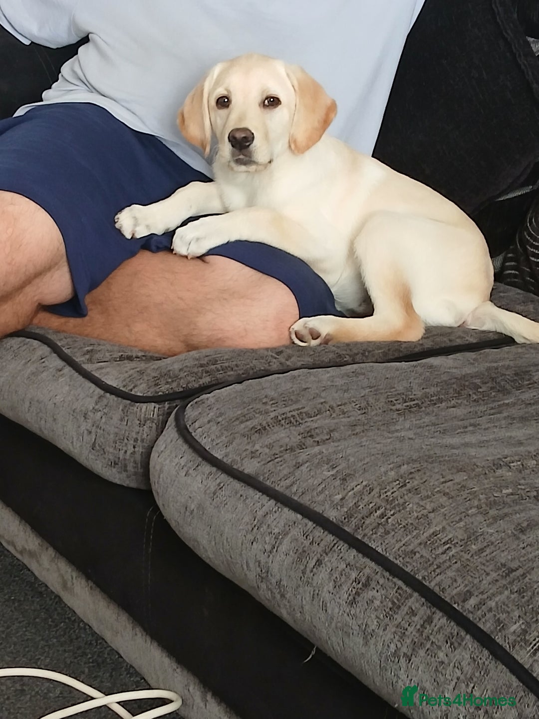 Labrador Retriever dogs for sale: 14 week labador  - Image 1