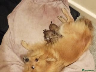 Mixed Breed dogs Pom-Heavy Pomeranian Puppies 5 Boys & 1 Girl - Advert 10