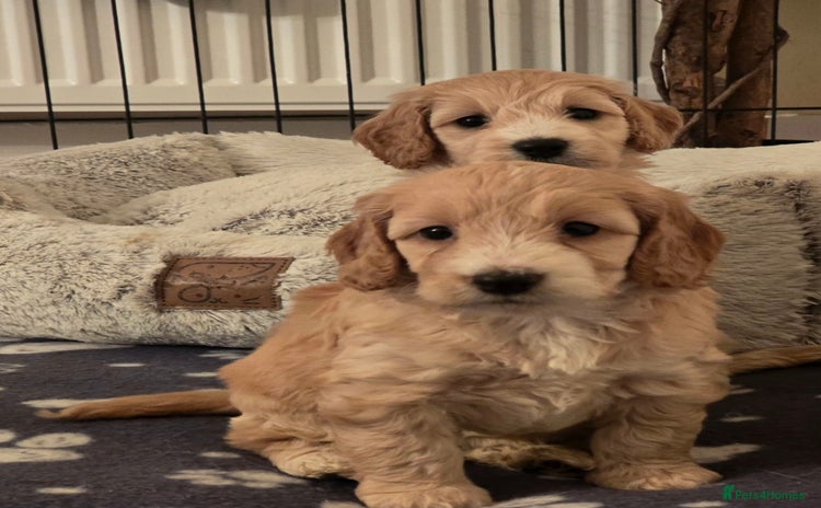 Cockapoo dogs - Advert 10