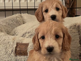 Cockapoo dogs - Advert 5