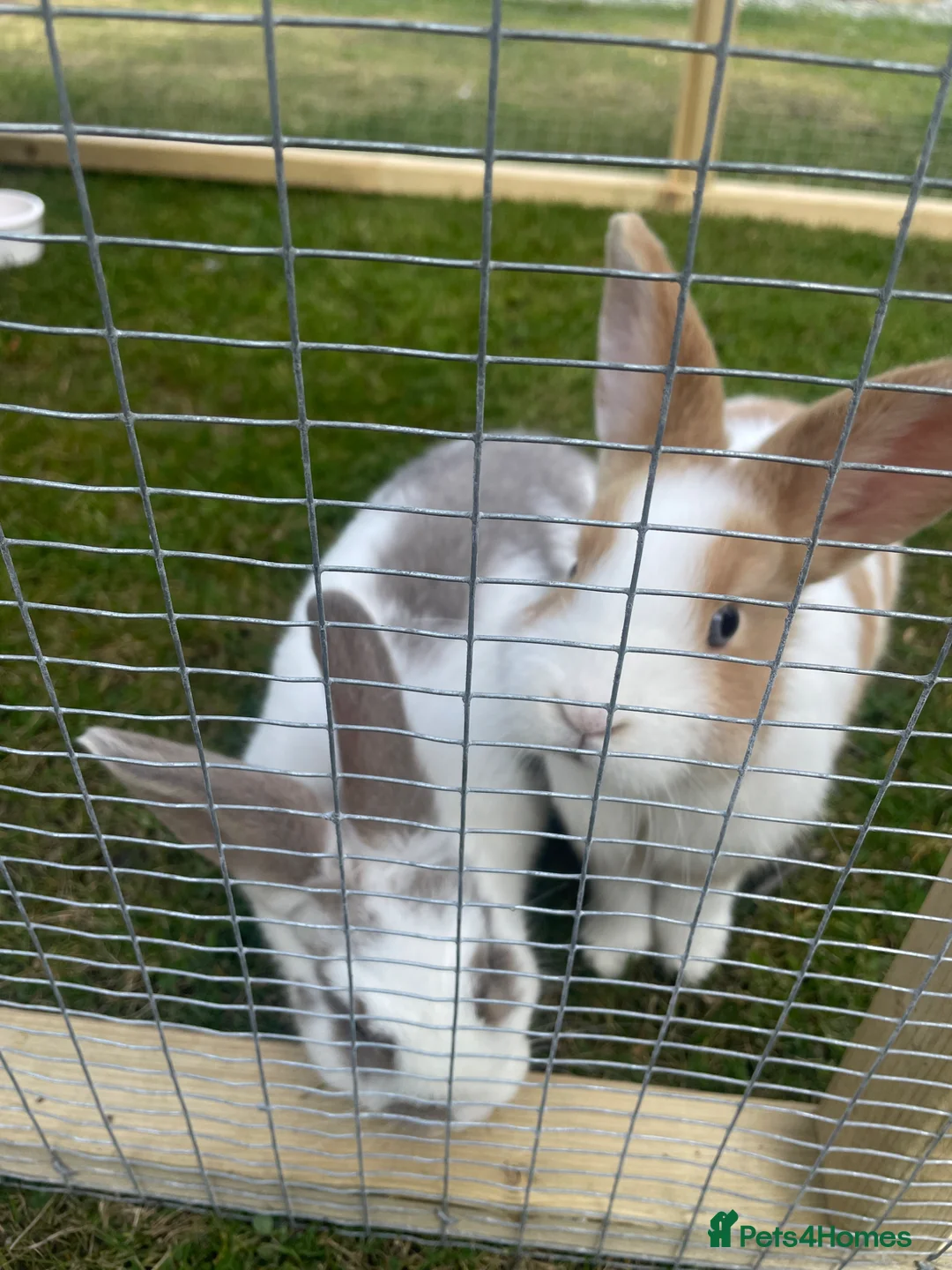 Mixed Breed rabbits for sale: Beautiful rabbits  in Penmaenmawr - Advert 1