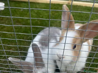 Mixed Breed rabbits Beautiful rabbits - Advert 2