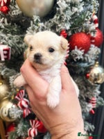 Mixed Breed dogs OUTSTANDING TINY GIRL MALCHIS - Advert 4