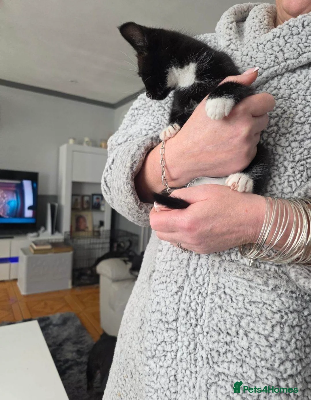 Mixed Breed cats for sale: Kitten for sale  in London - Advert 5