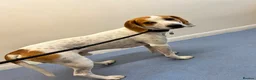 Mixed Breed dogs for adoption: Lucky, dream boy pointer 1 years old  in Nottingham - Advert 8
