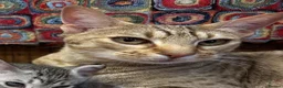 Ocicat cats for sale: Gorgeous Ocicat Fleur needs loving retirement home - Advert 6