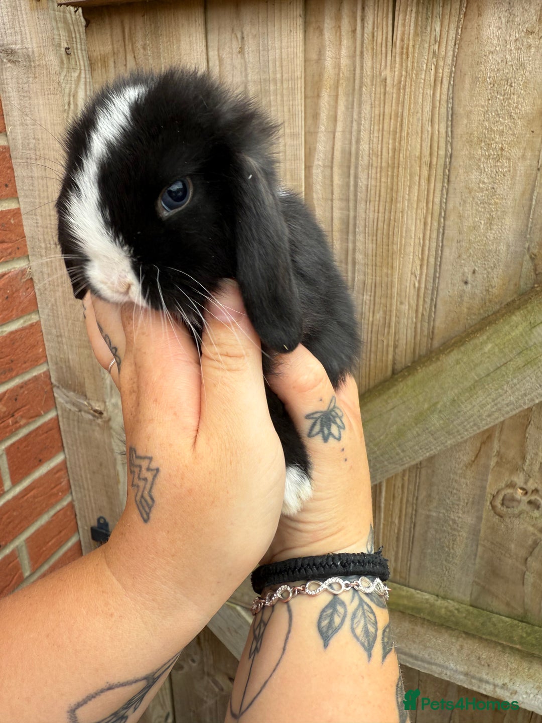 Mini Lop rabbits for sale: Pure mini lops  - Image 1