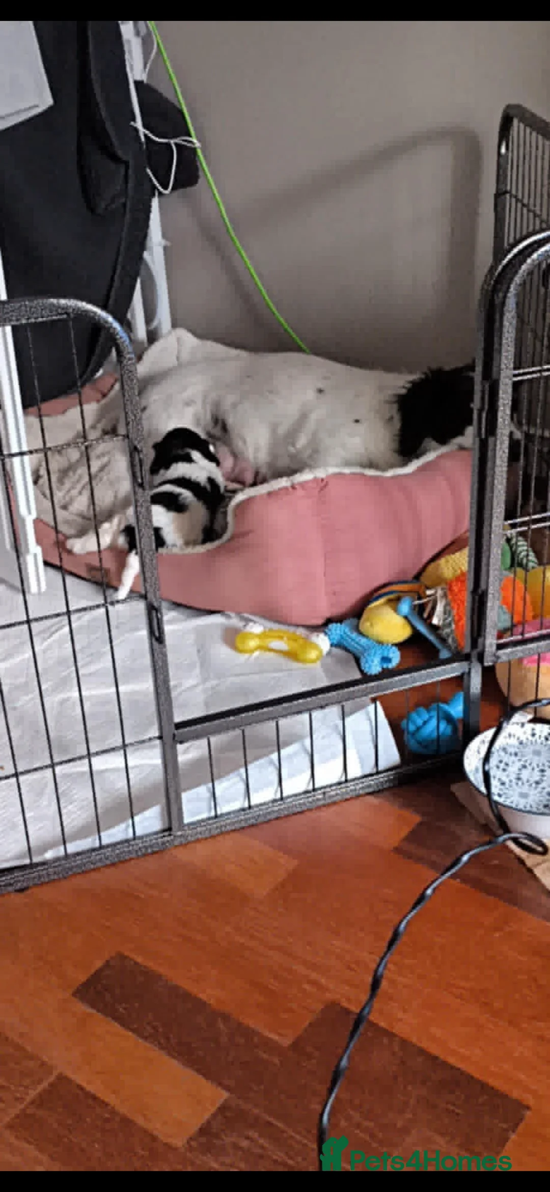 Mixed Breed dogs for sale: Puppy for sale - mixed breed - Advert 4