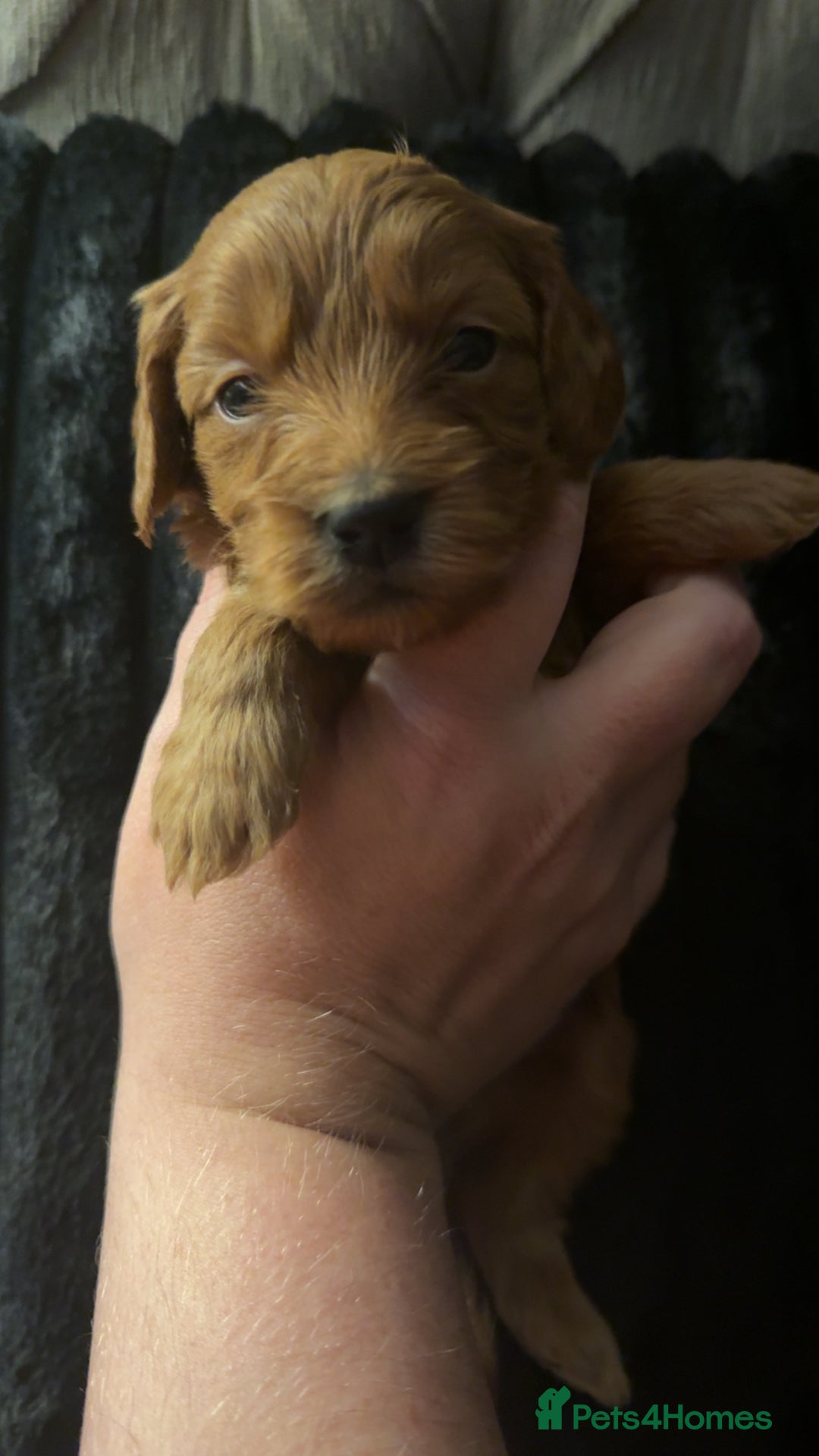 Cockapoo dogs for sale: F1 Cockapoos - Advert 16