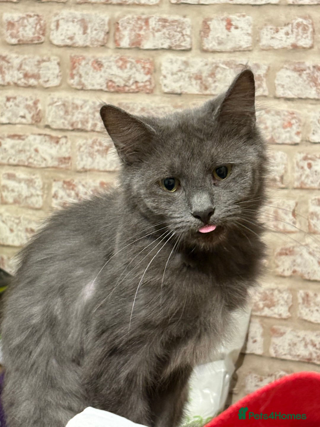 Mixed Breed cats for sale: 14 week old kittens for sale  - Image 5