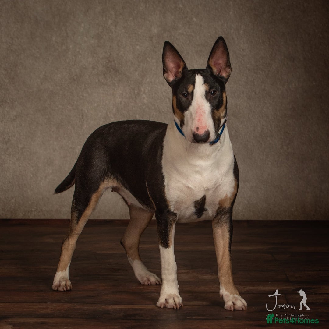 English Bull Terrier dogs for sale: English bull terrier bitch - Advert 2