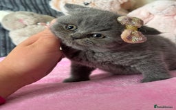 British Shorthair cats for sale: Gorgeous Champions line British Shorthair - Image 3