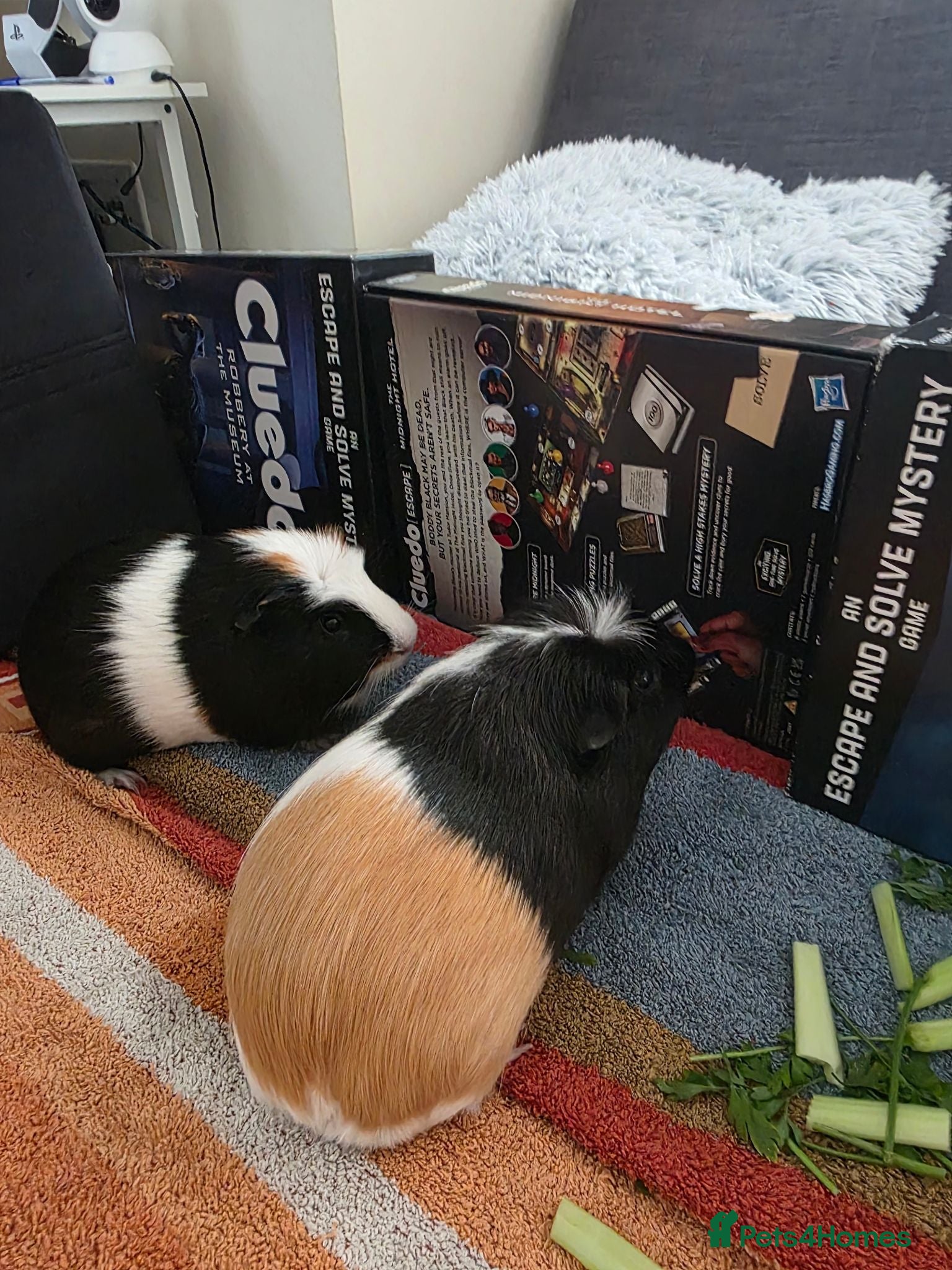 Guinea Pig rodents Looking for a Loving Home for Two Guinea Pigs - Advert 1