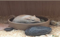 Gerbil rodents for sale: 2 Female Gerbils / With cage - Image 5
