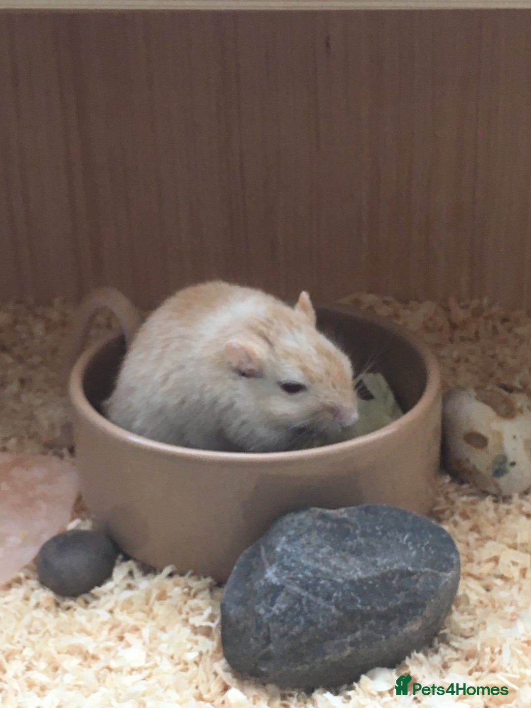 Gerbil rodents for sale: 2 Female Gerbils / With cage - Image 5