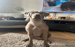 Mixed Breed dogs for sale: 2 gorgeous girls - Image 4