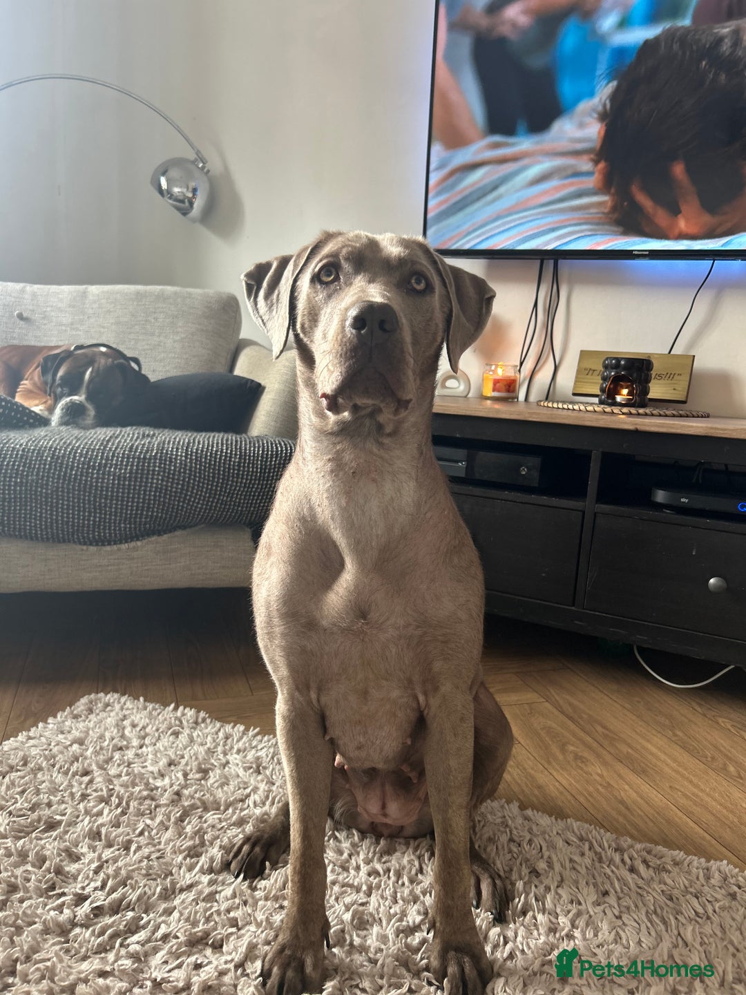 Mixed Breed dogs for sale: 2 gorgeous girls - Image 4