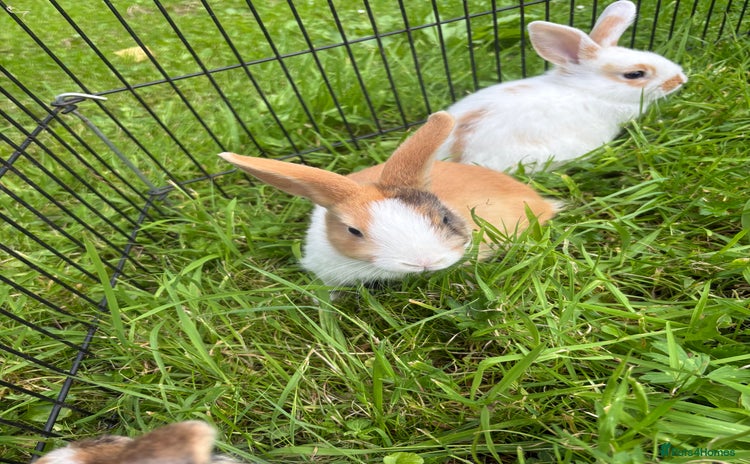 Dwarf Lop rabbits - Advert 1