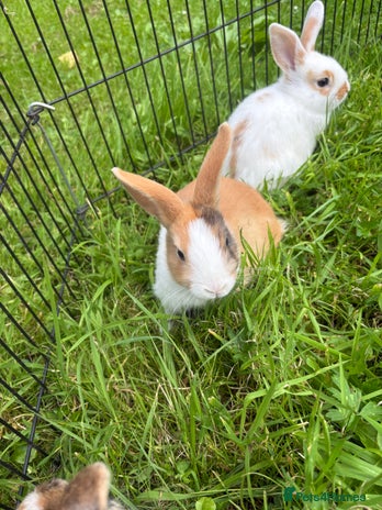 Dwarf Lop rabbits - Advert 1