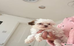 Maltese dogs for sale: Maltes - Image 13