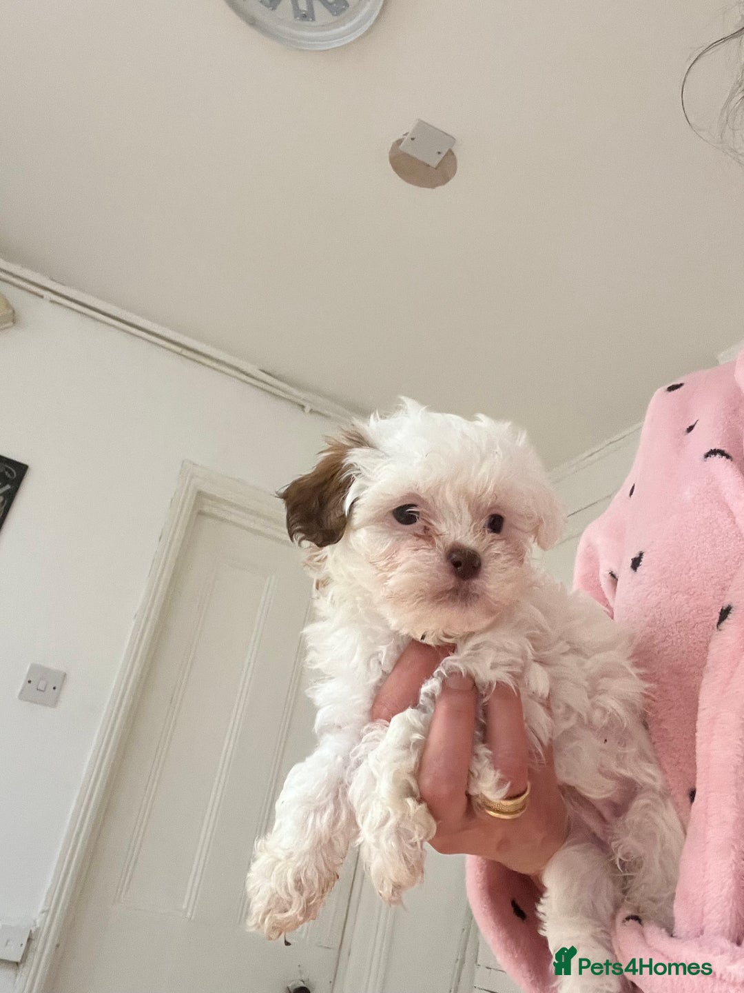 Maltese dogs for sale: Maltes - Image 13