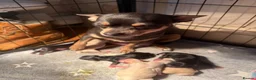 Chihuahua dogs for sale: One male and female left - Advert 1