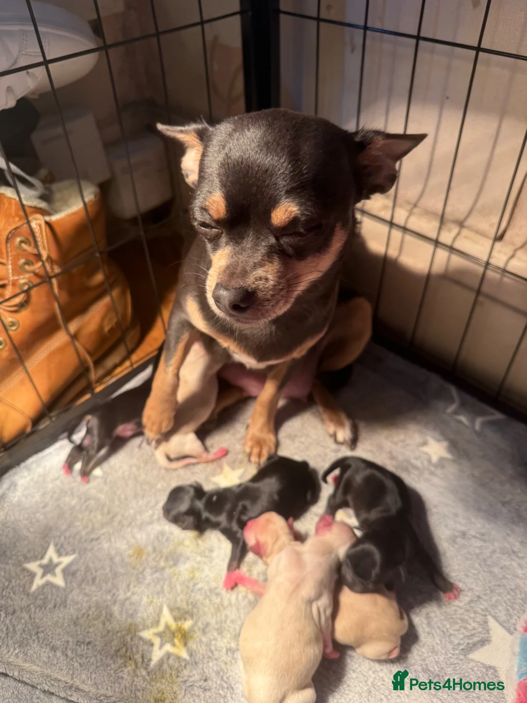 Chihuahua dogs for sale: One male and female left - Advert 1