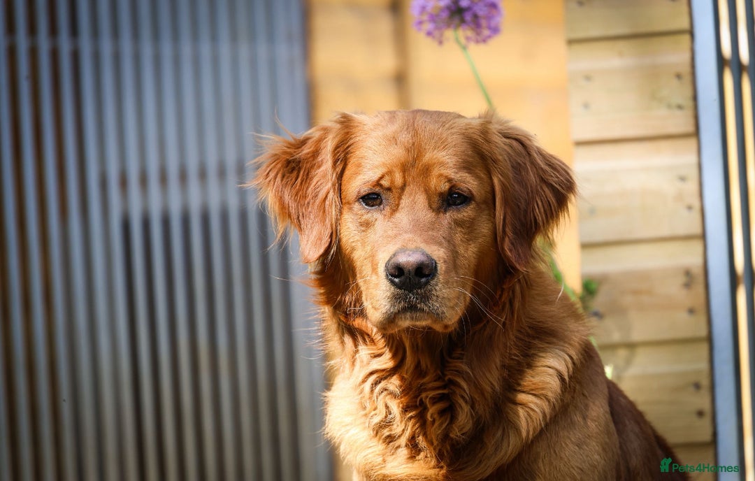 Golden Retriever dogs for stud: STUNNING NORWEGIAN IMP GOLDEN RETRIEVER FOR STUD  in Durham - Image 5