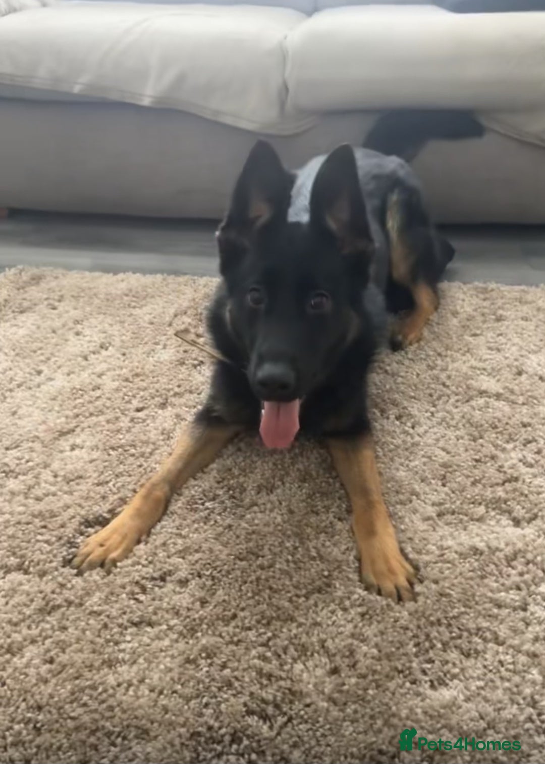 Mixed Breed dogs for sale: Belgian mallinois x German shepheard - Advert 2