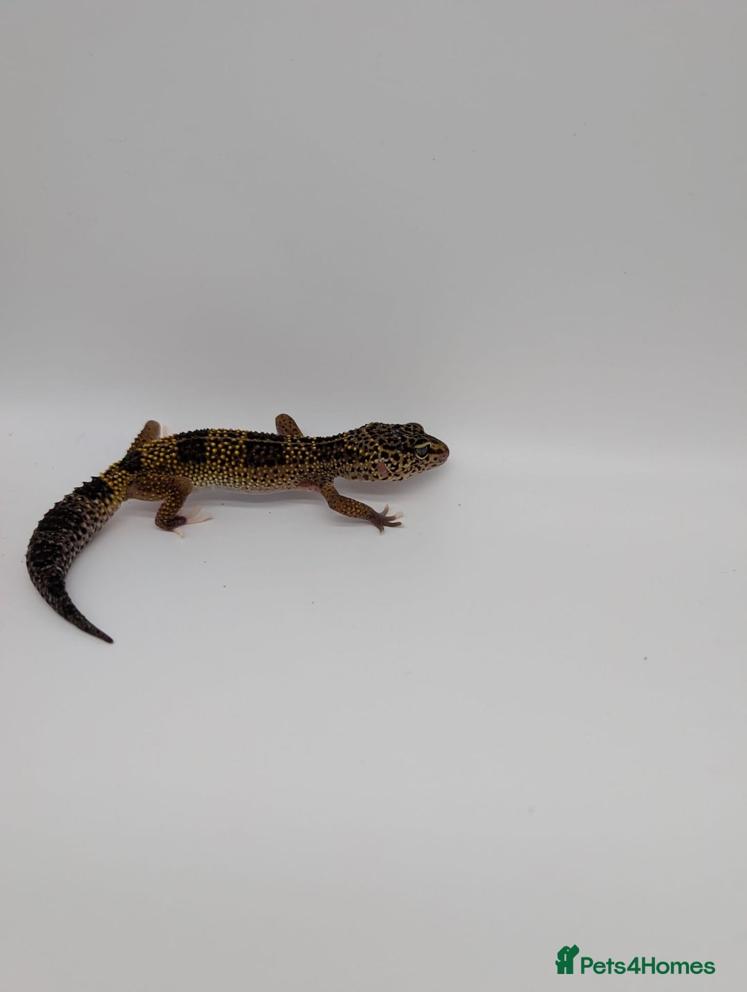 Leopard Gecko reptiles for sale: Black Night Cross Leopard Gecko  - Advert 11