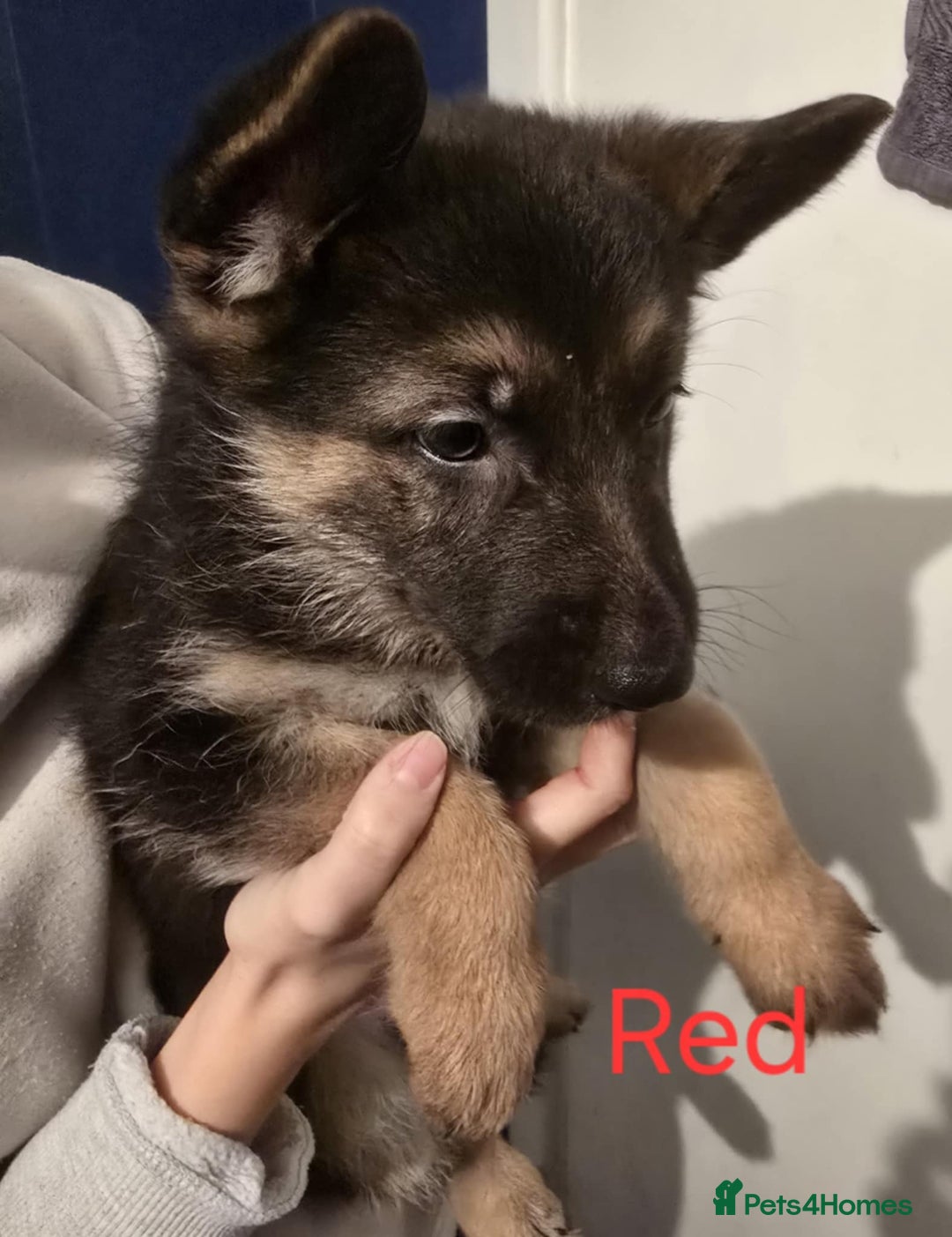 German Shepherd dogs for sale: X3 Female German Shepherd  - Advert 2