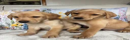 Labrador Retriever dogs for sale: DNA tested KC reg Labrador puppies - Advert 4