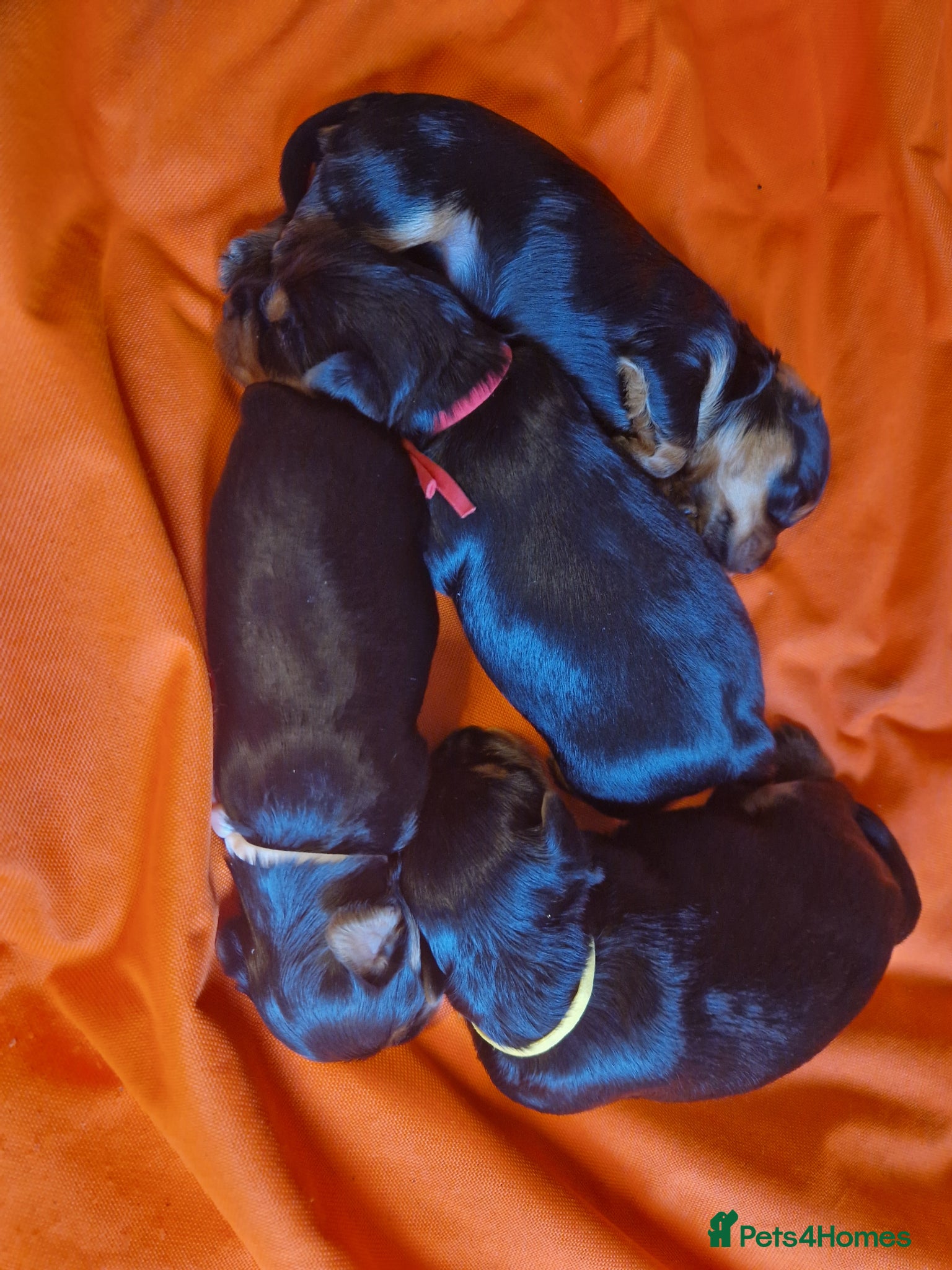 Yorkshire Terrier dogs 4 beautiful yorkies - Advert 2