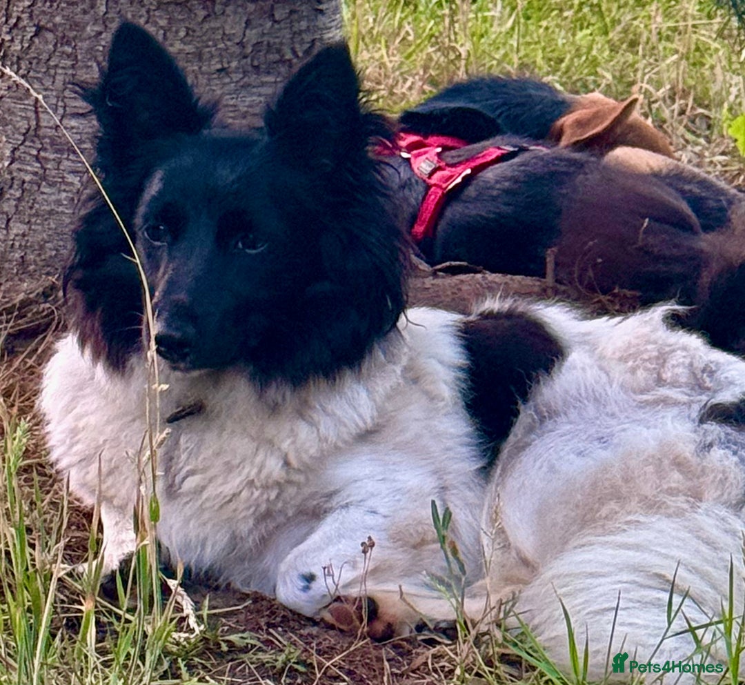 Welsh Corgi Cardigan dogs for adoption: BiBi – The Forgotten Soul Who Almost Lost her life - Image 3